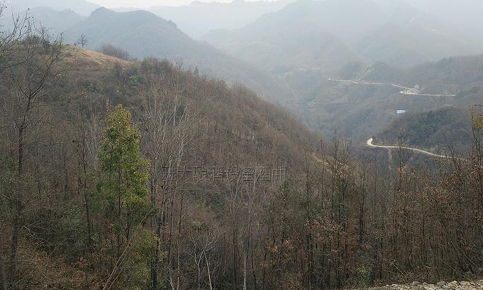 11.10長(zhǎng)在大山里的野生拐棗樹